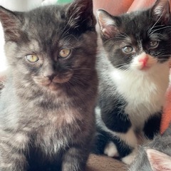 仔猫5匹います
