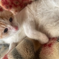 保護猫