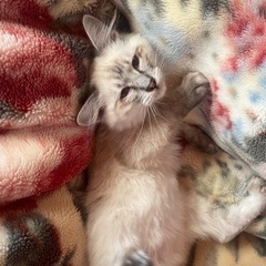 保護猫II