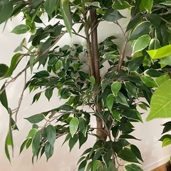 造花/植木×4本/インテリアの画像