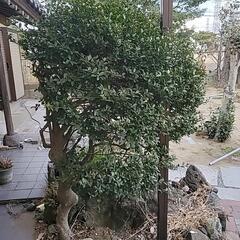 庭木②