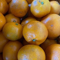 みかん　1kg200円
