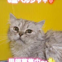 里親募集中！７歳ペルシャ♀シルバータビー(⋈◍＞◡＜◍)。✧♡