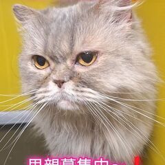 里親募集中！4歳スコティッシュストレート♀ブルー＆クリーム(⋈◍...