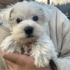 【飼い主様決まりました】Mシュナウザー×ビションフリーゼの女の子🤍