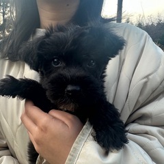 【飼い主様決まりました】Mシュナウザー×ビションフリーゼの男の子🐾