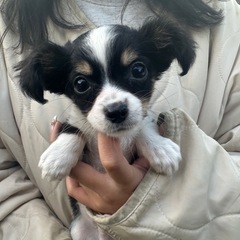 【飼い主様決まりました】チワックスの男の子🐾