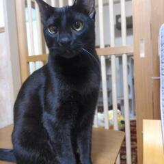 人も猫も大好き💕甘えん坊の翔君