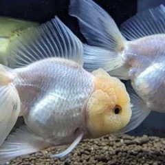 【売約済】白オランダ獅子頭