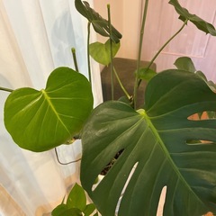 モンステラ（鉢込）の画像