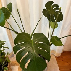 モンステラ（鉢込）の画像