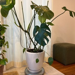 モンステラ（鉢込）の画像