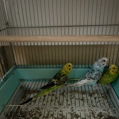 セキセイインコ2羽性別不明