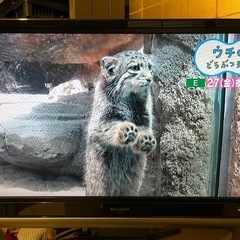 シャープ AQUOS 37型