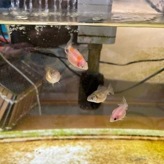 ピンポンパール稚魚5匹
