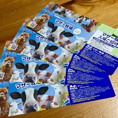 千葉県 マザー牧場 ◇ 入園券４枚 set！◇ ’25 /３.3...