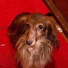💕💕里親緊急募集