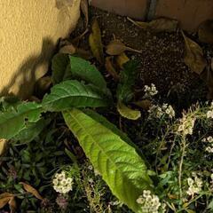 沈丁花と枇杷の苗