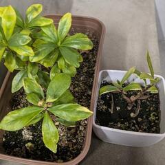 沈丁花と枇杷の苗の画像