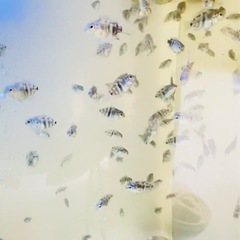 熱帯魚　　ブルータイガーパロット
