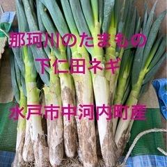 下仁田ネギ【水戸市中河内町産】の画像