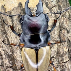 マレーシア　ボルネオ便入荷！　クワガタ　カブトムシの画像