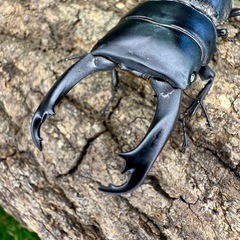 マレーシア　ボルネオ便入荷！　クワガタ　カブトムシの画像