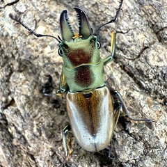 マレーシア　ボルネオ便入荷！　クワガタ　カブトムシの画像