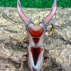 マレーシア　ボルネオ便入荷！　クワガタ　カブトムシの画像