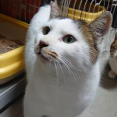 白キジの猫ちゃんです