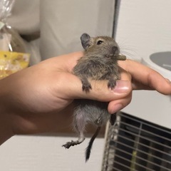 デグー 里親募集【相談中】 - その他