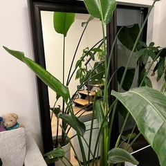 IKEA 全身ミラー　165cm