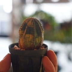 斑入り　オベサ