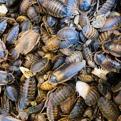 デュビア 餌用 100匹の画像