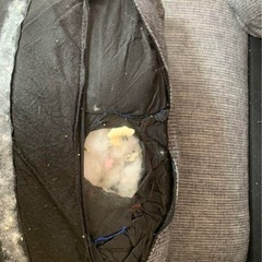 ソファー‼️今夜限りのお値下げ‼️ の画像