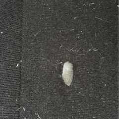 ソファー‼️今夜限りのお値下げ‼️ の画像