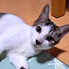 お目目真丸シロキジの男の子♪
