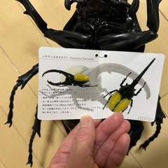 ヘラクレス　オオカブト　フィギア　カブトムシの画像