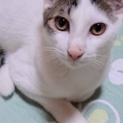きれいなシロキジ甘えっ子な男の子♪