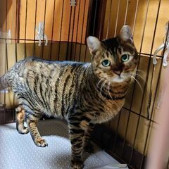 触れなくても大丈夫な人向け ベンガルのさくらさん