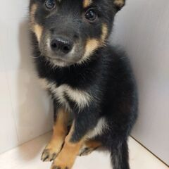 黒の普通柴犬 - 北諸県郡