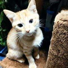 元気いっぱいかわいい茶トラくん②