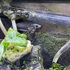 アカハライモリ　オキナワシリケン