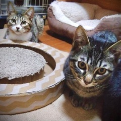 ムギ＆クリ💞5ヶ月♂元気でらぶりぃ💓