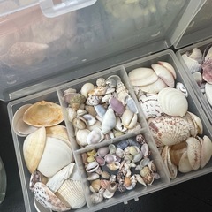 貝殻の画像
