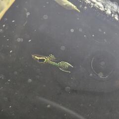熱帯魚　エンドラーズ　３匹