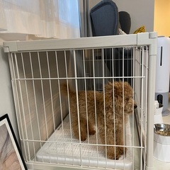 中型犬用ケージ　インテリアウッディサークル PIWS-960 アイリスオーヤマの画像
