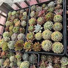 多肉植物②