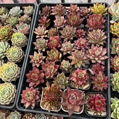 多肉植物②の画像