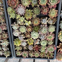 多肉植物②の画像